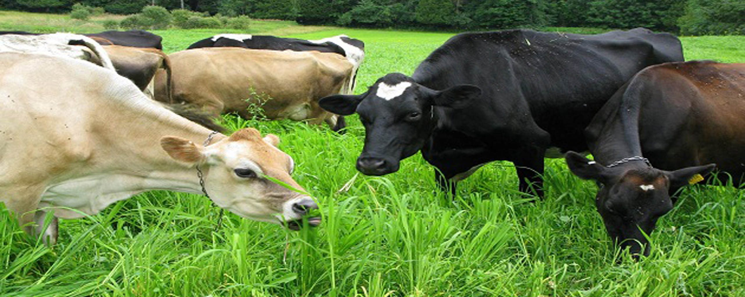 Animals Insurance